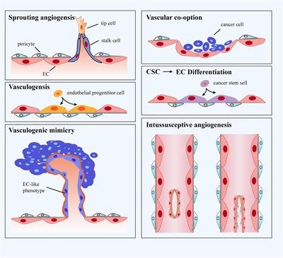 Frontiers Manipulation Of The Crosstalk Between Tumor Angiogenesis